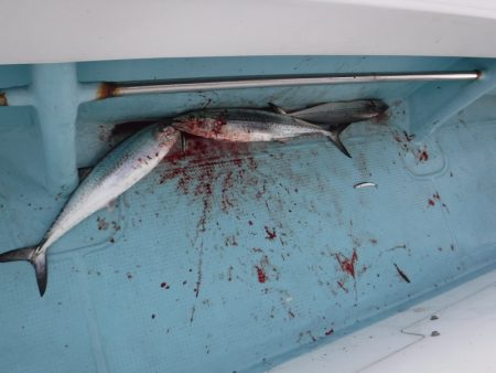 BlueNote Fishing Taxi 釣果