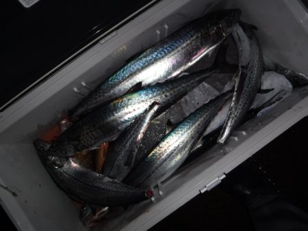 BlueNote Fishing Taxi 釣果