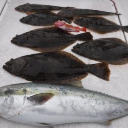 JDI Racing シールズマリンレジャー 釣果