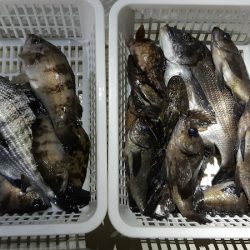 KIM Fishing Guide Service 釣果