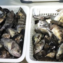 KIM Fishing Guide Service 釣果