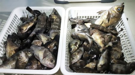 KIM Fishing Guide Ser…