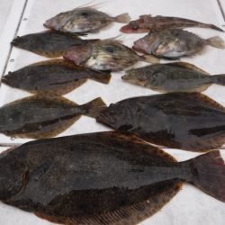 ＪＤＩ　Ｒａｃｉｎｇ　シールズマリンレジャー 釣果