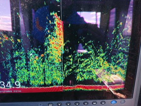 深川 吉野屋 釣果