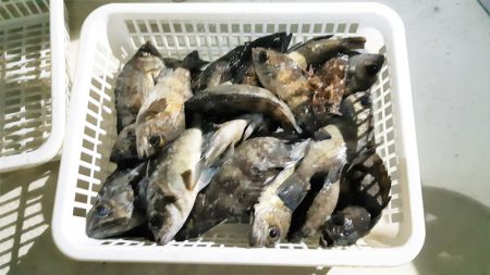 KIM Fishing Guide Ser…