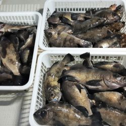 KIM Fishing Guide Service 釣果