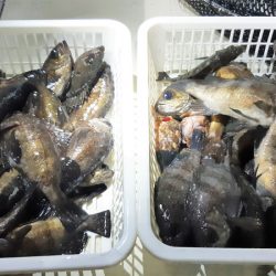 KIM Fishing Guide Service 釣果