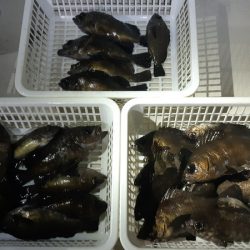 KIM Fishing Guide Service 釣果