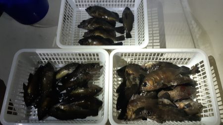 KIM Fishing Guide Ser…