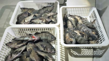 KIM Fishing Guide Ser…