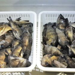 KIM Fishing Guide Service 釣果