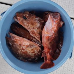 KIM Fishing Guide Service 釣果