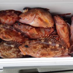 KIM Fishing Guide Service 釣果