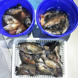 KIM Fishing Guide Service 釣果