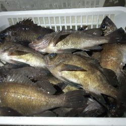 KIM Fishing Guide Service 釣果