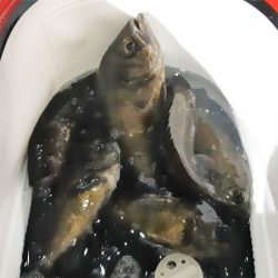 KIM Fishing Guide Service 釣果