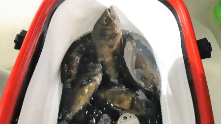 KIM Fishing Guide Service 釣果