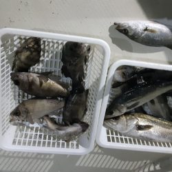 KIM Fishing Guide Service 釣果