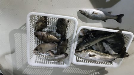 KIM Fishing Guide Service 釣果