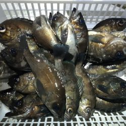 KIM Fishing Guide Service 釣果