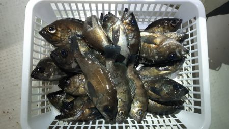 KIM Fishing Guide Ser…