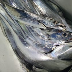 舵丸 釣果
