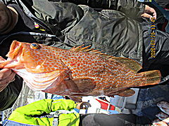 遊漁船 未紗奈 釣果