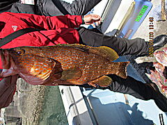 遊漁船 未紗奈 釣果