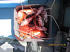 遊漁船 未紗奈 釣果