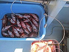 遊漁船 未紗奈 釣果