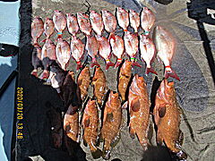 遊漁船 未紗奈 釣果