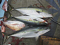 遊漁船 未紗奈 釣果