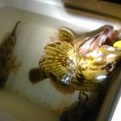 浜名湖　ライトゲーム