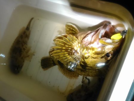 浜名湖　ライトゲーム