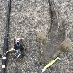 フラットフィッシュ狙い