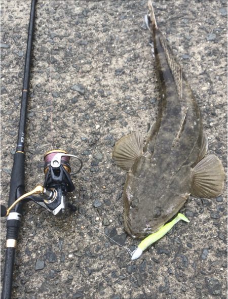 フラットフィッシュ狙い