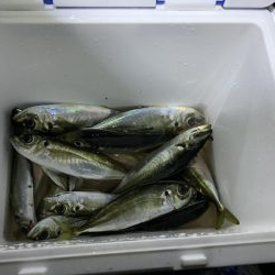 久しぶりに上関アジング