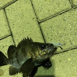 ナイトメバリング♪