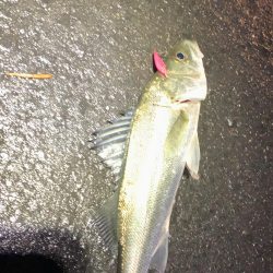 マイクロベイトパターン