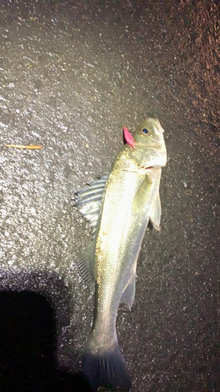 マイクロベイトパターン