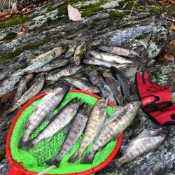 玉川　あまご 解禁