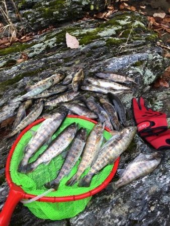 玉川　あまご 解禁