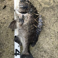 イチノ兄弟、釣果!