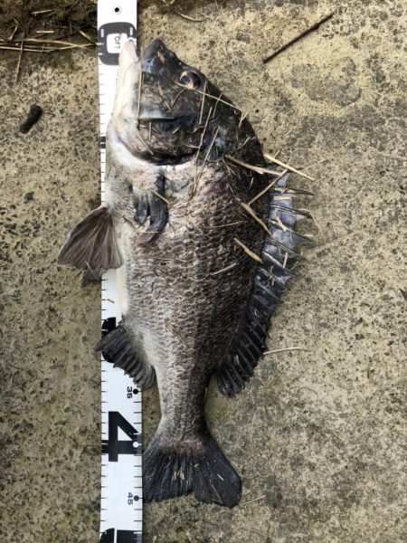 イチノ兄弟、釣果！