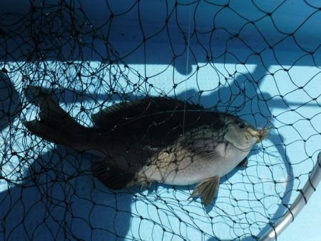 タイラバでグレ