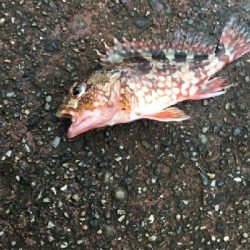 こんな日もある。