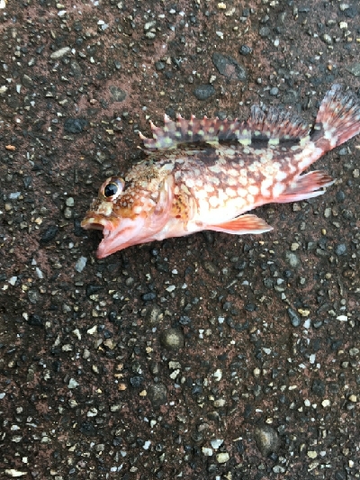 こんな日もある。