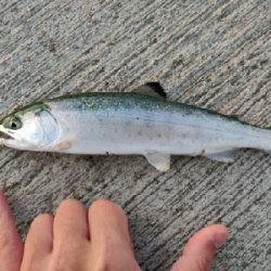 サクラマス(ヤマメ)