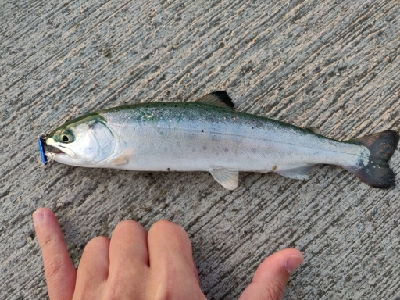 サクラマス（ヤマメ）