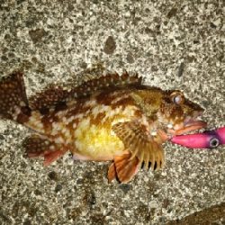 カサゴ、ホタルイカ